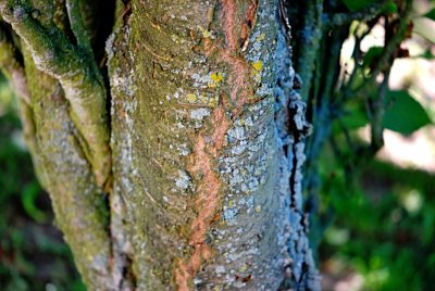 Prunus serrulata 'Amanogawa' - višeň pilovitá - borka